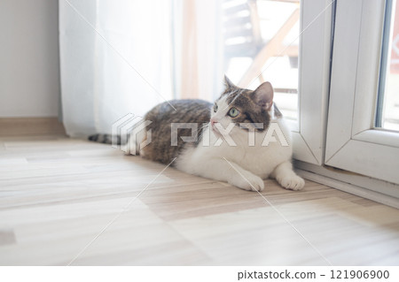 Cute grey tabby cat lying on floor at home Cute grey tabby cat lying on floor at home 121906900