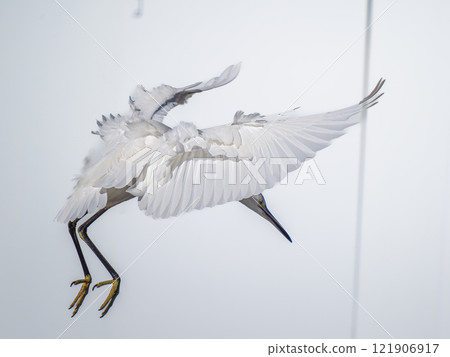 little egret flapping its wings 121906917