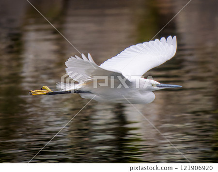 Flying Kojiki Flying Kojiki 121906920