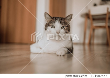 Portrait of a grey white kitten lying on the floor. Feline depression. Sad cat. Bored cat. Portrait of a grey white kitten lying on the floor. Feline depression. Sad cat. Bored cat. 121907443