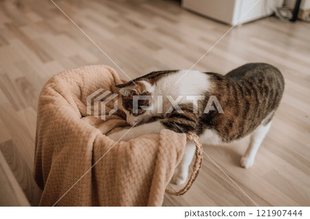 Cute cat at curiosity is piqued as it peers and paws at a rope basket Cute cat at curiosity is piqued as it peers and paws at a rope basket 121907444