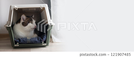 Close up of adorable tabby cat traveling inside pet carrier crate at home  121907485