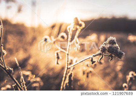 Dry burdock covered with frost and pieces of ice. Burdock illuminated by the morning sun. Beautiful winter morning dawn of nature. 121907689