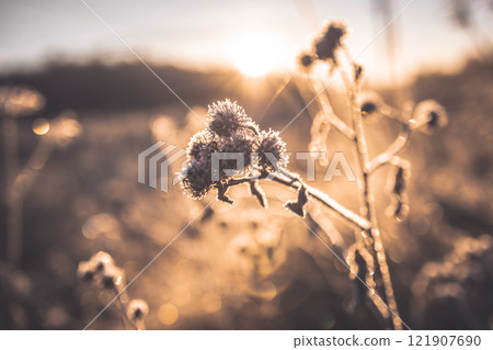 Dry burdock covered with frost and pieces of ice. Burdock illuminated by the morning sun. Beautiful winter morning dawn of nature. 121907690