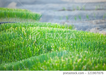 Onion seedlings waiting for spring 121907876