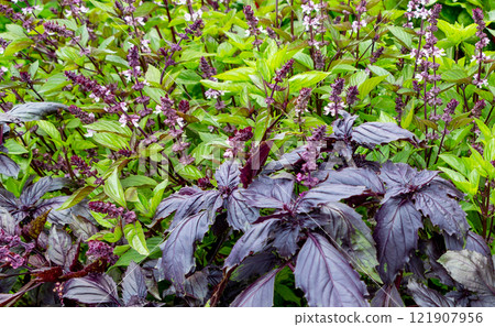 Basil blooming. 121907956