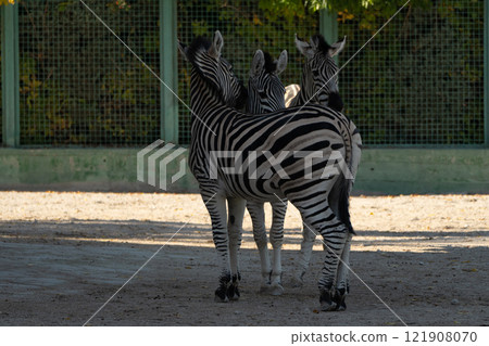 Zebras Zoo Enclosure Summer: Three zebras stand together in a zoo enclosure during summer, likely for conservation and exhibition. Zebras Zoo Enclosure Summer: Three zebras stand together in a zoo enclosure during summer, likely for conservation and exhibition. 121908070