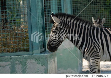 Zebra Zoo Enclosure Animal - A zebra stands by the fence of its enclosure at a zoo. 121908074