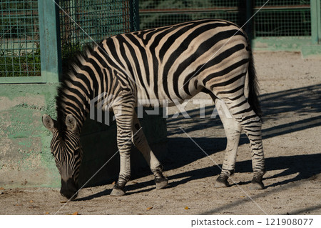 Zebra Zoo Enclosure Grazing: Captive Plains Zebra feeding in a zoo enclosure during daytime for conservation and public viewing. Zebra Zoo Enclosure Grazing: Captive Plains Zebra feeding in a zoo enclosure during daytime for conservation and public viewing. 121908077