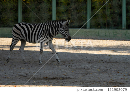 Zebra Zoo Enclosure Walking: A single Plains Zebra calmly walks within a zoo enclosure during daytime, likely for public viewing and conservation. Zebra Zoo Enclosure Walking: A single Plains Zebra calmly walks within a zoo enclosure during daytime, likely for public viewing and conservation. 121908079
