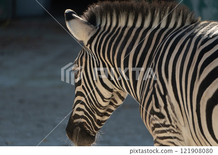 Zebra Stripes Zoo Enclosure Daylight: Close-up rear view of a zebra in a zoo enclosure on a sunny day, showcasing its distinctive stripes. Zebra Stripes Zoo Enclosure Daylight: Close-up rear view of a zebra in a zoo enclosure on a sunny day, showcasing its distinctive stripes. 121908080