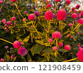 Red globe amaranth flowers at sunset 121908459