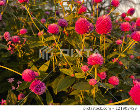 Red globe amaranth flowers at sunset Red globe amaranth flowers at sunset 121908459