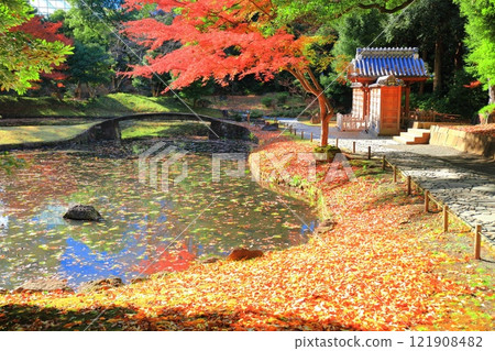 [Tokyo] Symmetrical autumn leaves in the inner garden of Koishikawa Korakuen on a clear day 121908482