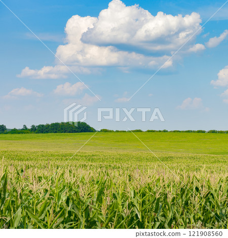 Bright corn field with ripe ears corn and sky with clouds. Bright corn field with ripe ears corn and sky with clouds. 121908560