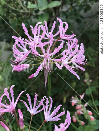 Pink Nerine 121908596