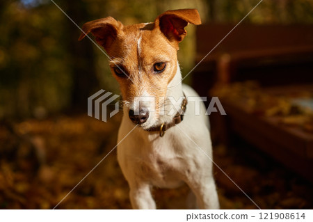 Dog standing in autumn park with colorful fallen leaves. Outdoor portrait of cute Jack Russell Terrier dog. Small dog walking in forest at autumn day 121908614