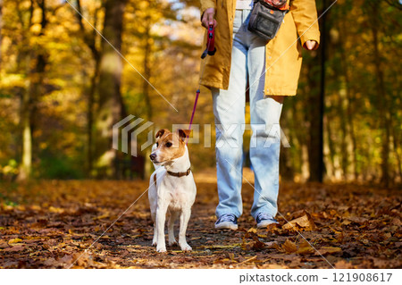 Jack Russell Terrier on leash walks with its owner through forest covered in colorful autumn leaves. Cute pet at morning walking. Woman with her pet have fun outdoors 121908617