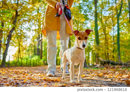 Woman walking her small dog in city park in fall season. Jack Russell Terrier playing in autumn forest with his owner. Female dog sitter walks with dog at morning, leads dog on leash. Pet care Woman walking her small dog in city park in fall season. Jack Russell Terrier playing in autumn forest with his owner. Female dog sitter walks with dog at morning, leads dog on leash. Pet care 121908618