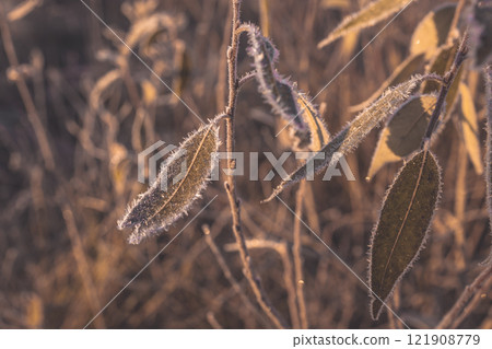 Plant leaves covered with frost. Macro photography of leaves. The sun fills the dry leaves of the bushes with soft golden light. Winter landscape of nature covered with frost 121908779