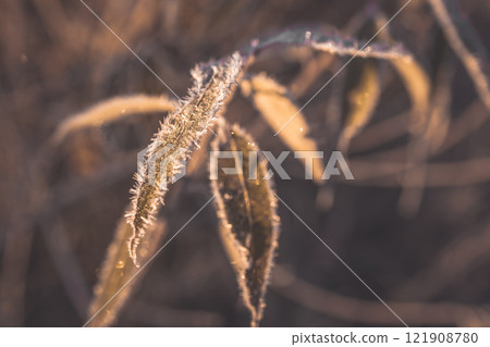 Plant leaves covered with frost. Macro photography of leaves. The sun fills the dry leaves of the bushes with soft golden light. Winter landscape of nature covered with frost Plant leaves covered with frost. Macro photography of leaves. The sun fills the dry leaves of the bushes with soft golden light. Winter landscape of nature covered with frost 121908780