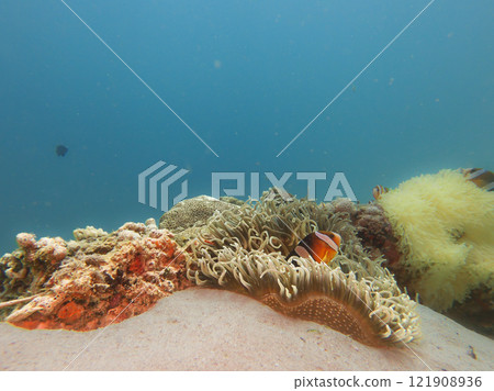 A Clownfish peaking out from its home in a stinging sea anemone A Clownfish peaking out from its home in a stinging sea anemone 121908936