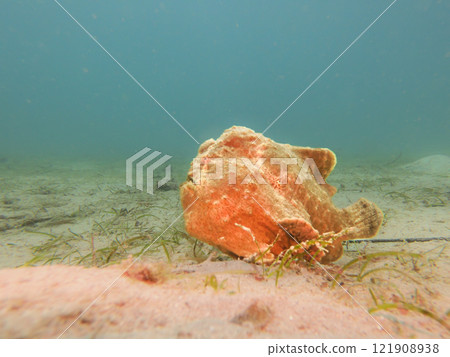 Yellow Giant Frogfish, Antennarius commerson, Puerto Galera, Philippines Yellow Giant Frogfish, Antennarius commerson, Puerto Galera, Philippines 121908938