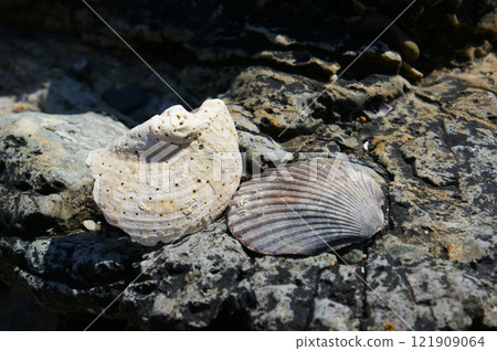 Seashells on a rock on a sunny beach. Two seashells background. Seashells on a rock on a sunny beach. Two seashells background. 121909064