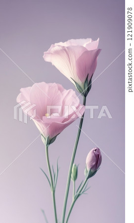 Delicate pink flowers against soft lavender background, floral elegance and natural beauty concept 121909078