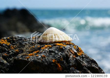 A seashell on a rock on a sunny beach. A seashell on a rock on a sunny beach. 121909139