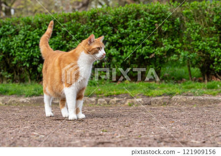 Cat in the park 121909156