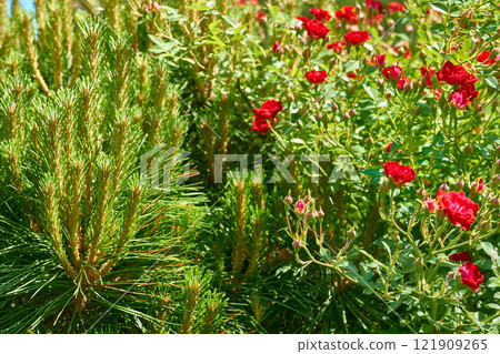 Landscaping.Young shoots of decorative green spruce, climbing rose 121909265