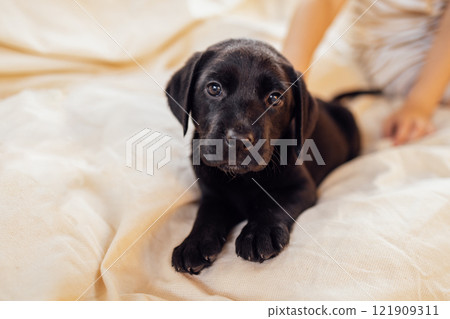 Close-up of a cute black puppy on a soft cozy cream blanket. A cute Labrador dog on a beige background. A pet on the couch at home. 121909311
