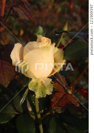 yellow colored rose plant on farm yellow colored rose plant on farm 121909397