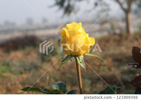 yellow colored rose plant on farm yellow colored rose plant on farm 121909398