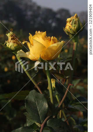 yellow colored rose plant on farm yellow colored rose plant on farm 121909404