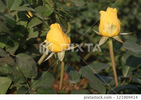 yellow colored rose plant on farm yellow colored rose plant on farm 121909414