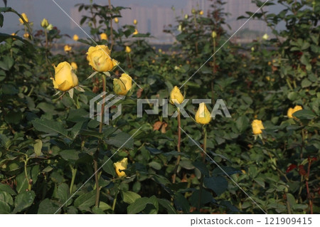 yellow colored rose plant on farm yellow colored rose plant on farm 121909415