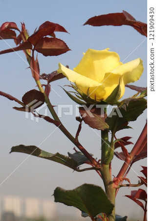 yellow colored rose plant on farm 121909430