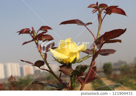 yellow colored rose plant on farm 121909431