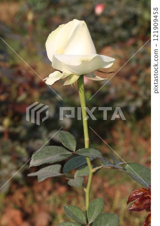 white colored rose plant on farm white colored rose plant on farm 121909458