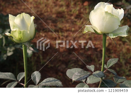 white colored rose plant on farm white colored rose plant on farm 121909459