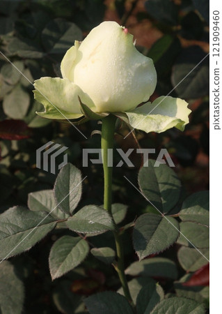 white colored rose plant on farm white colored rose plant on farm 121909460