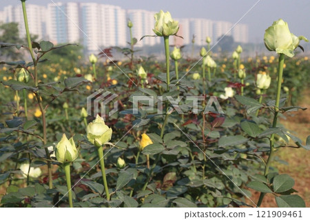 white colored rose plant on farm white colored rose plant on farm 121909461