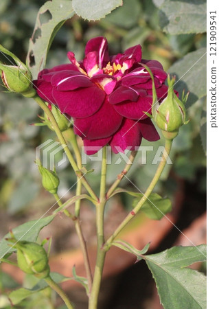 violet colored rose plant on farm violet colored rose plant on farm 121909541