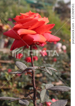 orange colored rose plant on farm orange colored rose plant on farm 121909561