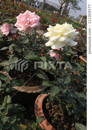 multiple colored rose plant on farm 121909577