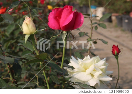 multiple colored rose plant on farm multiple colored rose plant on farm 121909600