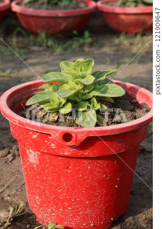 Petunia axillaris flower plant on pot 121909647
