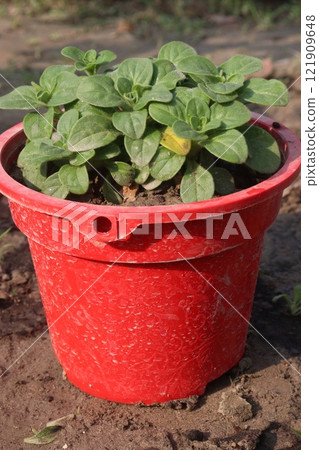 Petunia axillaris flower plant on pot 121909648